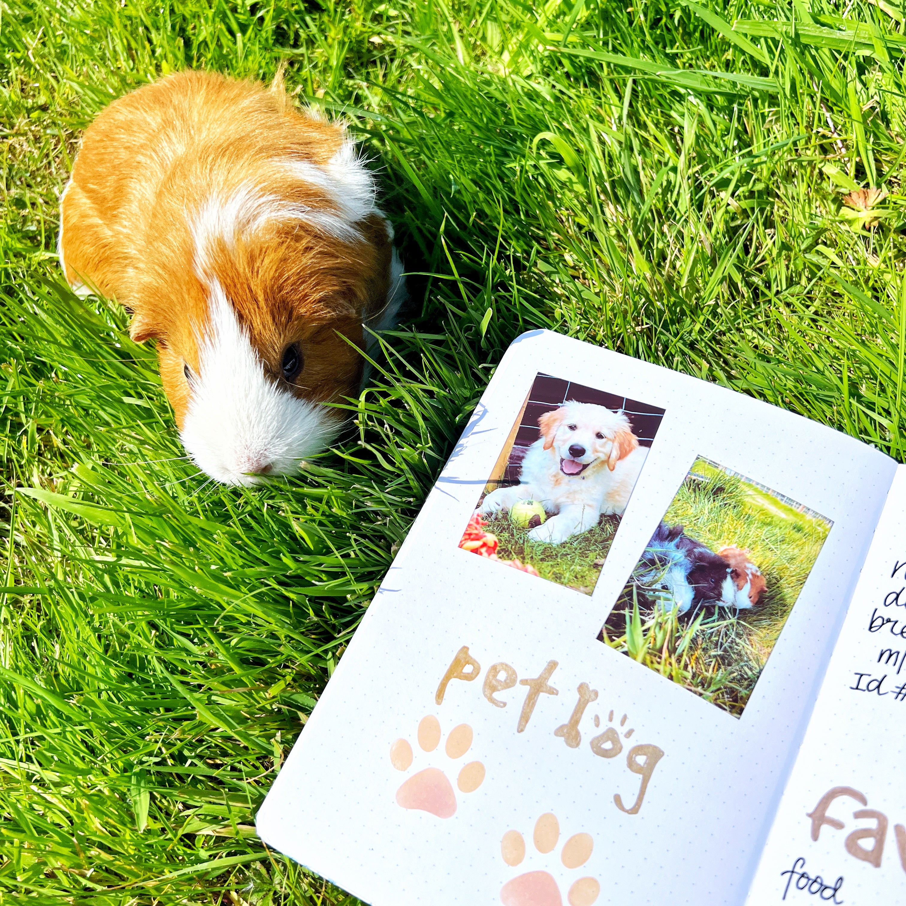 Creating A Pet Journal – Archer and Olive